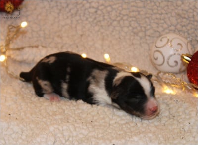 Les chiots de Berger Américain Miniature 