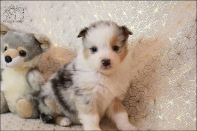 Les chiots de Berger Australien