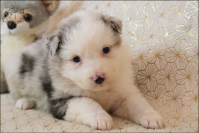 Les chiots de Berger Australien
