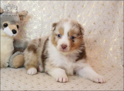 Les chiots de Berger Australien
