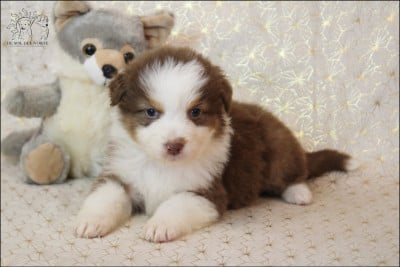 Les chiots de Berger Australien