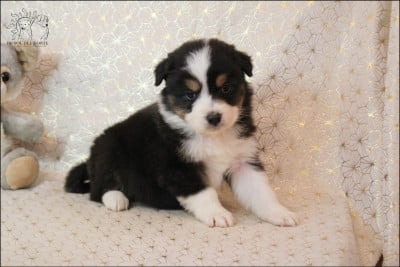 Les chiots de Berger Australien
