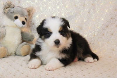 Les chiots de Berger Australien