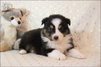 Les chiots de Berger Australien