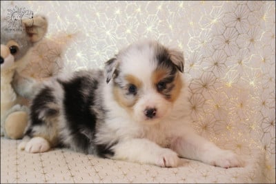 Les chiots de Berger Australien