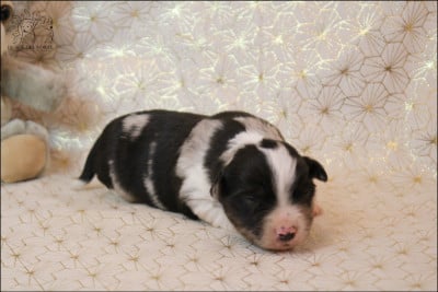 Les chiots de Berger Américain Miniature 