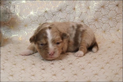 Les chiots de Berger Américain Miniature 