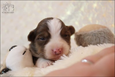 Les chiots de Berger Américain Miniature 