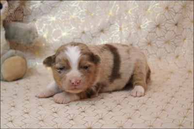 Les chiots de Berger Américain Miniature 