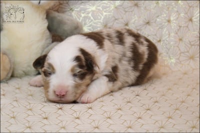 Les chiots de Berger Américain Miniature 