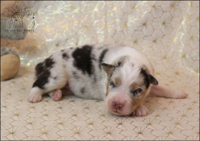 Les chiots de Berger Australien