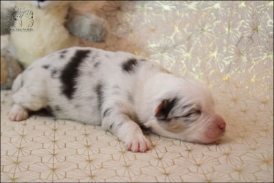 Les chiots de Berger Australien