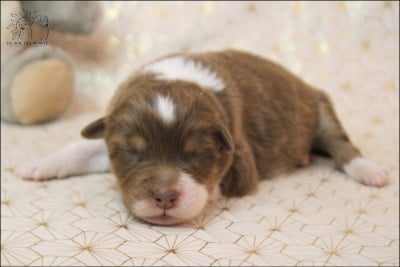 Les chiots de Berger Australien