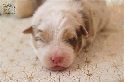 Les chiots de Berger Australien