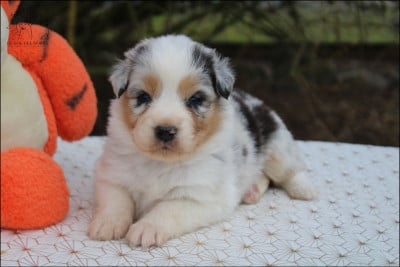 Les chiots de Berger Australien