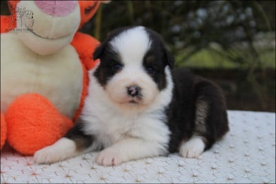 Les chiots de Berger Australien