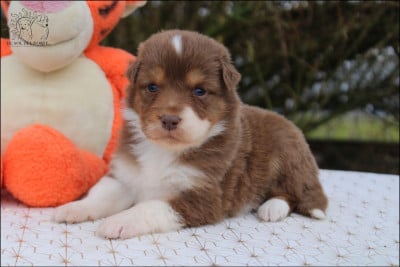 Les chiots de Berger Australien
