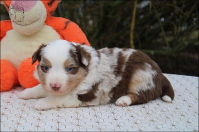 Les chiots de Berger Américain Miniature