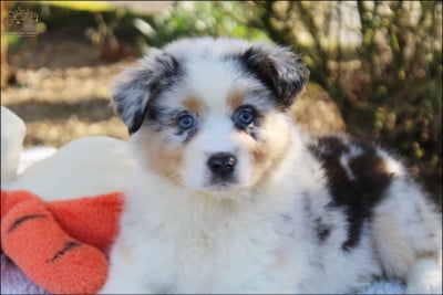 Les chiots de Berger Australien