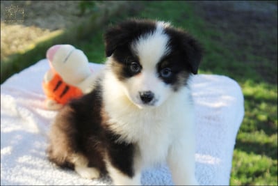 Les chiots de Berger Australien