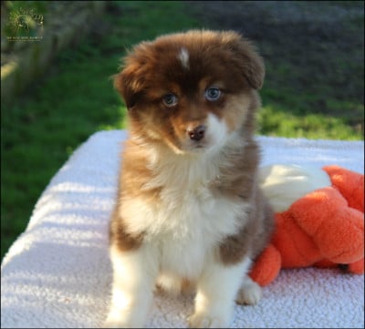 Les chiots de Berger Australien