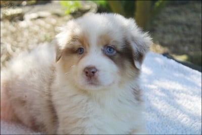 Les chiots de Berger Australien