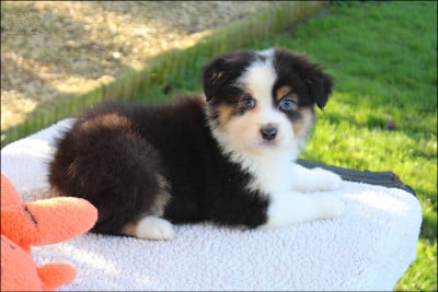 Les chiots de Berger Australien