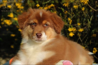 Les chiots de Berger Australien