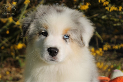 Les chiots de Berger Australien