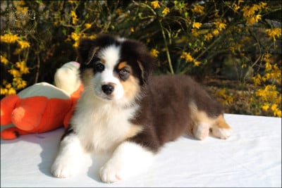 Les chiots de Berger Australien