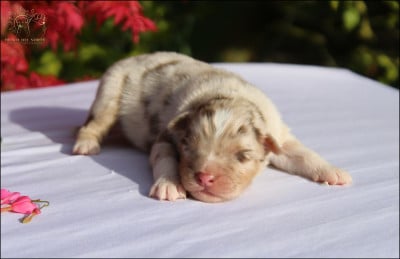 Les chiots de Berger Australien