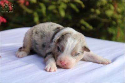 Les chiots de Berger Australien