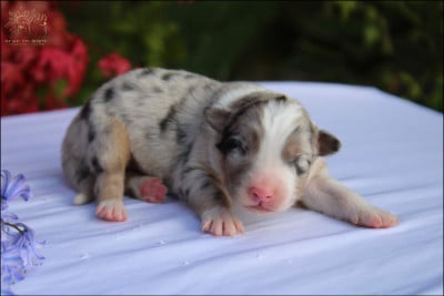 Les chiots de Berger Australien