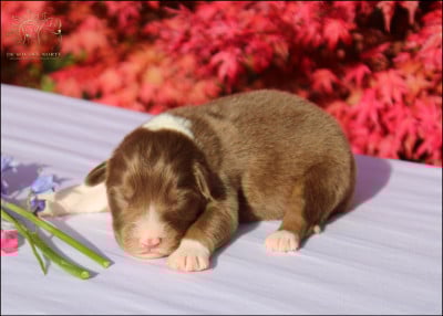 Les chiots de Berger Australien