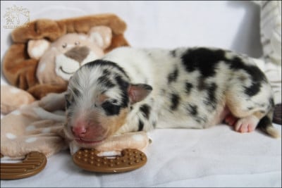 Les chiots de Berger Australien