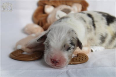 Les chiots de Berger Australien