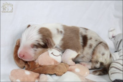 Les chiots de Berger Australien