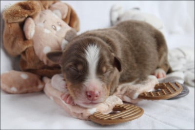 Les chiots de Berger Australien