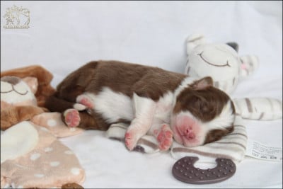 Les chiots de Berger Australien