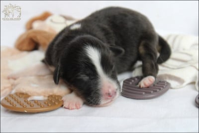 Les chiots de Berger Australien