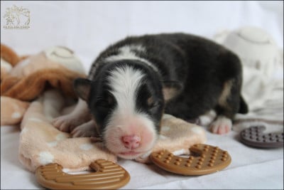 Les chiots de Berger Australien