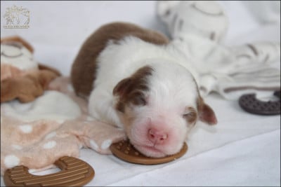 Les chiots de Berger Australien