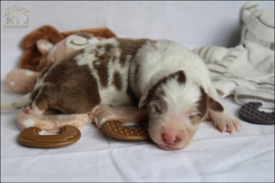 Les chiots de Berger Australien