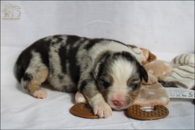 Les chiots de Berger Australien