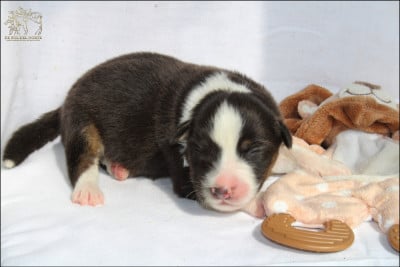 Les chiots de Berger Australien