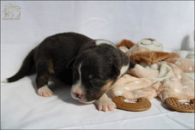 Les chiots de Berger Australien