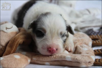 Les chiots de Berger Australien