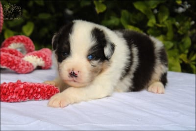 Les chiots de Berger Australien