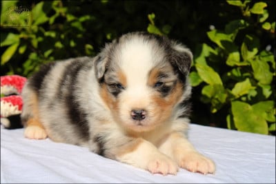 Les chiots de Berger Australien