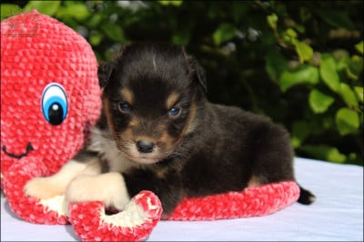 Les chiots de Berger Australien